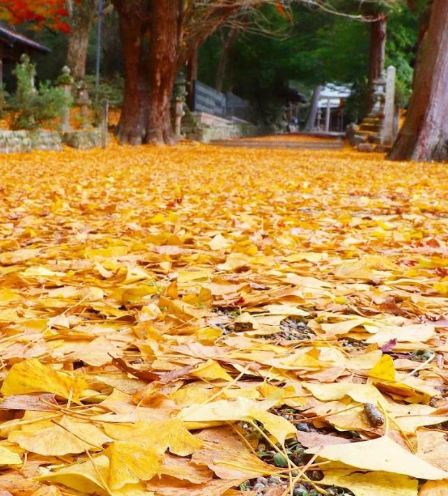 積田神社　イチョウの絨毯